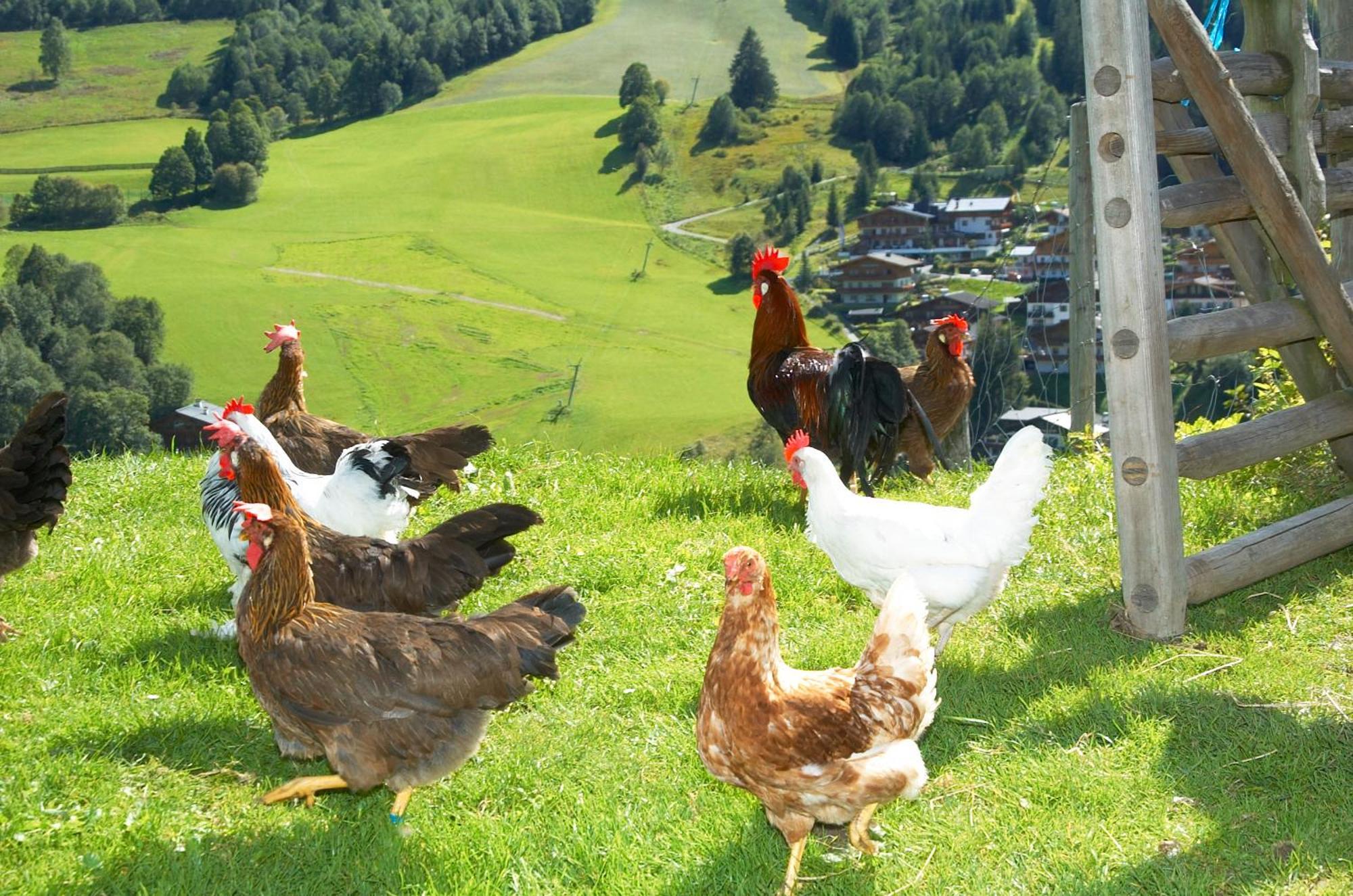 Feriengut Hasenau Aparthotel Saalbach-Hinterglemm Kültér fotó